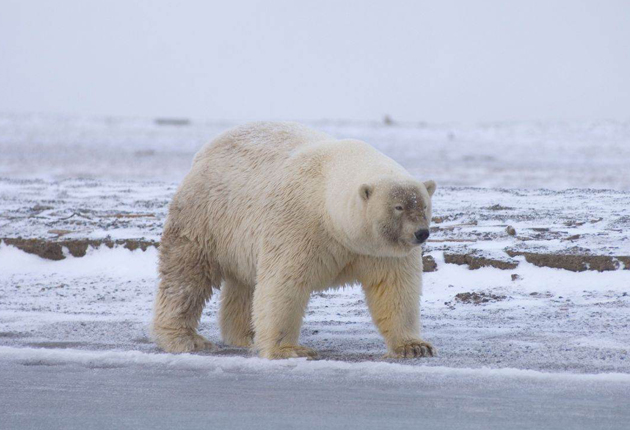 A possible polar / grizzly bear hybrid. The melting of the Arctic sea ice has forced polar bears into the territory of the grizzly. Alamy 