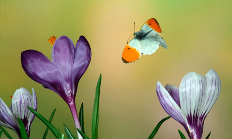 The Orange-tip butterfly, one of the species of grassland butterflies used for the Butterfly Conservation Europe indicator. Photograph: Papilio / Alamy