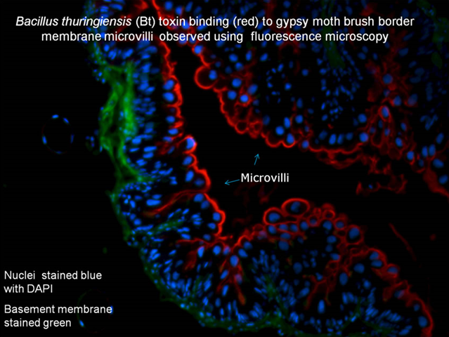 Bt toxin binding to microvilli of gypsy moth brush border membrane observed using fluorescence microscopy. nrs.fs.fed.us