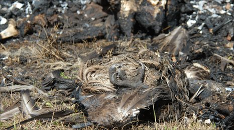 Dead vulture poisoned by Kenya farmers. The bodies of poisoned vultures are often burned. BBC