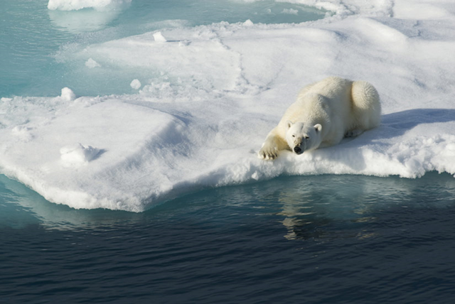 Polar bear rests on dwindling Arctic sea ice. news.discovery.com