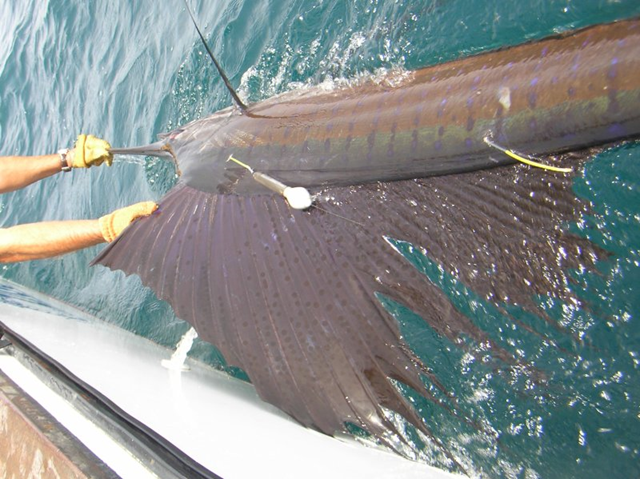 This Atlantic sailfish was just tagged by NOAA scientists off Senegal as part of a study to evaluate how oxygen depleted zones in the eastern Atlantic affect habitat. Credit: NOAA