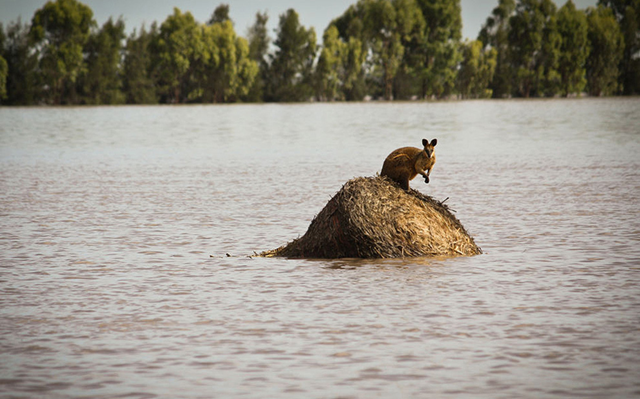 A wallaby stands on a large round hay bale, trapped by rising flood waters outside the town of Dalby in Queensland, Australia on Thursday, Dec. 30, 2010. Days of torrential downpours have left parts of central and southern Queensland state inundated, flooding thousands of homes and businesses, cutting off roads and forcing the entire populations of two towns to evacuate. AP Photo / Anthony Skerman