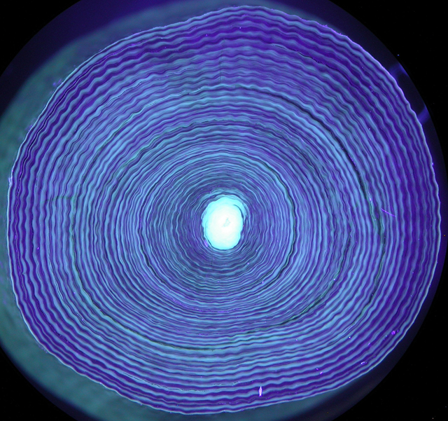 Annual growth rings of deep sea corals in UV-light. Copyright: O.A. Sherwood, Memorial University of Newfoundland, Canada