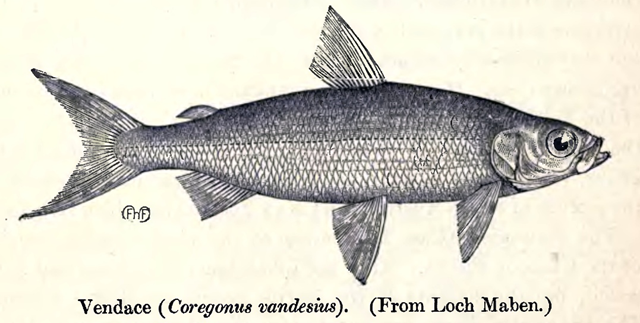 Vendace (Coregonus Vandesius) is one of the English species that could be relocated due to global warming. wikimedia.org