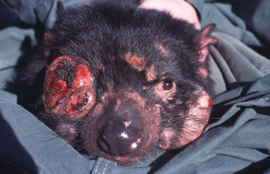 Tasmanian devil afflicted with devil facial tumor disease (DFTD). via Wikimedia Commons
