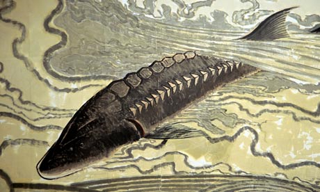 A traditional painting of a Yangtze River sturgeon, a critically endangered species. Keren Su / Corbis