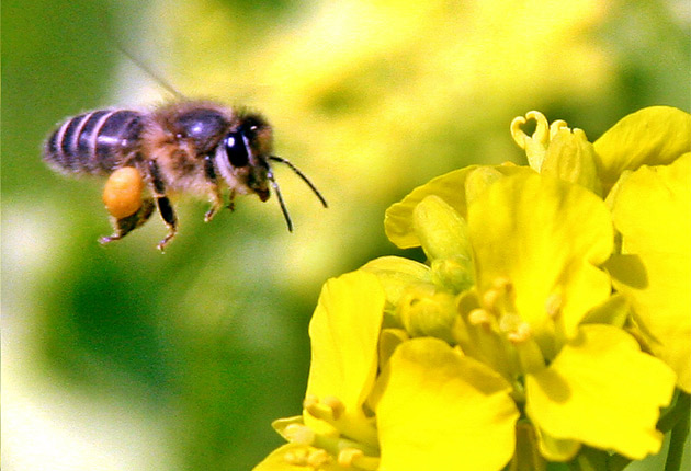 A bee collecting pollen hovers above a golden rape bloom. AFP