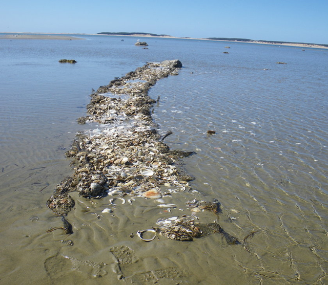 Oyster Reef off Lieutenant Island in Wellfleet Bay survives long, harsh winter. turtlejournal.com