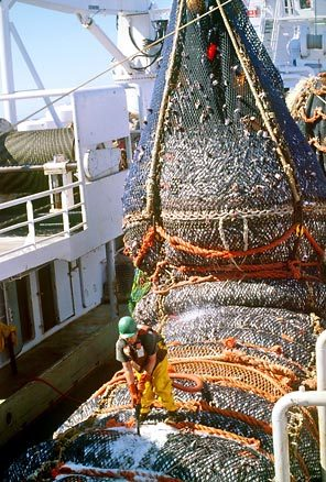 A big haul of pollock comes aboard a factory trawler in the US's biggest seafood harvest. AT SEA PROCESSORS ASSOCIATION