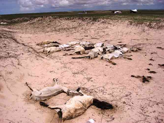 Somali livestock killed by extended drought. Somali rural society is largely based upon pastoralism - drought has bitten deep into Somali rural society in recent years. saacid.org