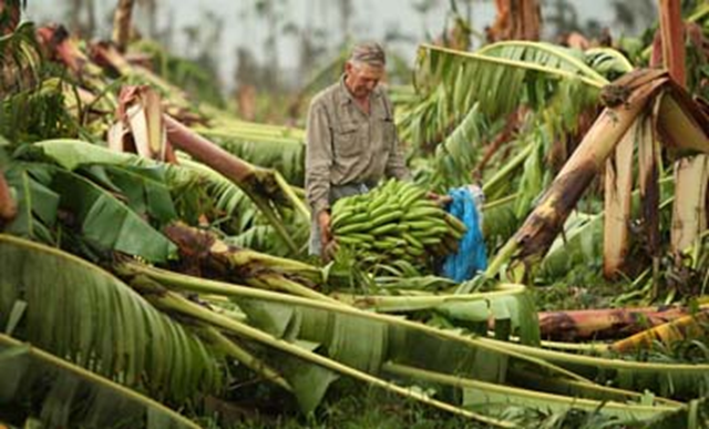 Cowley Beach's resident Michael Geyer, 70, looks through his destroyed banana crop, previously destroyed in Cyclone Larry, now destroyed by Cyclone Yasi. Photographer: Lyndon Mechielsen &copy; 2011 The Cairns Post PTY LTD.