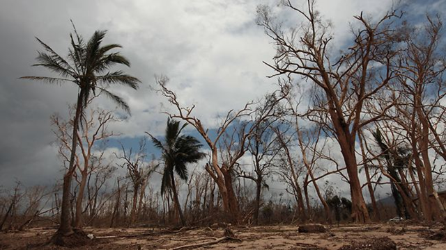 PARADISE LOST: Some of the devastation wrought by Cyclone Yasi when it hit Queensland's Heritage Listed natural assets. Rob Maccoll / The Courier-Mail