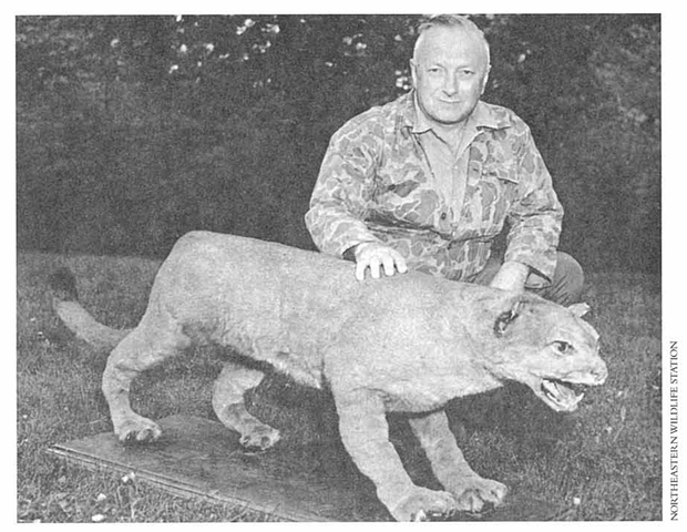Bruce Wright, New Brunswick wildlife biologist and author, with what is believed to be the last eastern puma. The puma was trapped by Rosarie Morin of St. Zacharie, Quebec in Somerset County, Maine in 1938. Mounted specimen resides in the New Brunswick Museum in St. John, New Brunswick. Credit: USFWS