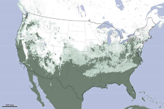 Maximum US snow cover for the month of January 2011. The image shows that every state in the contiguous United States, with the exception of Florida, got snow in January. Areas that are white were entirely covered with snow for most of the month. Pale green areas had snow for just part of the month or were only partly snowy, with areas of exposed ground. Dark green areas show where no snow was observed during the month. NASA Earth Observatory image by Robert Simmon, based on data from MODIS