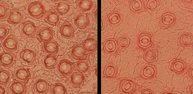 Stomata are structures that allow plants to exchange gases with the air. Contemporary plants in Florida (right) have fewer stomata than their ancestors did a few decades ago. Credit: Emmy Lammertsma