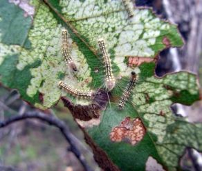 Up to 250,000ha of the State's jarrah and marri forests is under attack from an army of hairy caterpillars. The creatures, known as gum-leaf skeletonizers, have stripped bare sections of the southern jarrah forest. The West Australian