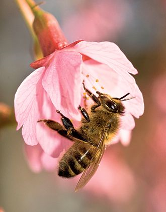 Bee colony collapse, once limited to Europe and America, is now being seen in Asia and Africa. alamy