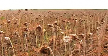 A withered sunflower crop in Central Russia during the 2010 heatwave. Photo &copy; climatesignals.org via peopleandplanet.net