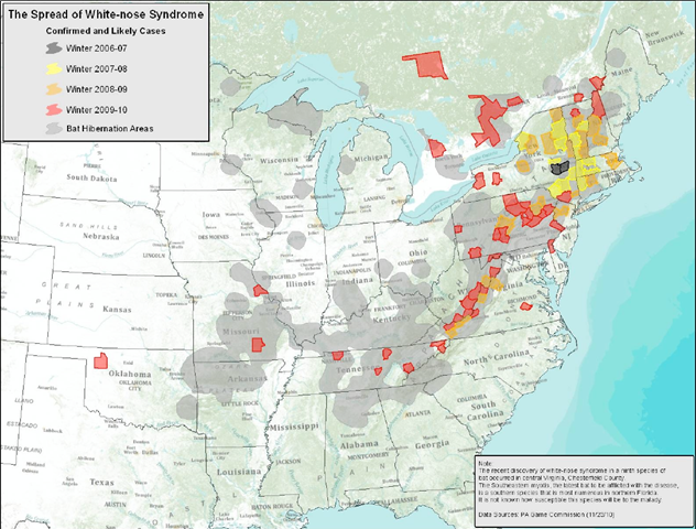 In the span of just four winters, a deadly new disease called white-nose syndrome (WNS) that devastates bat populations has spread rapidly across the country from east to west. The bat illness was first documented in a cave in upstate New York in 2006, and as of spring 2010, the whitenose pathogen had been reported as far west as western Oklahoma. In affected bat colonies, mortality rates have reached as high as 100 percent. Center for Biological Diversity