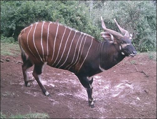 Mountain Bongo (Tragelaphus eurycerus isaaci) is on the edge of extinction mainly due to genetic factors, predation, disease and forest habitat threats. BONGO PHOTO COPYRIGHT 2011 &ndash; COURTESY: RHINO ARK CHARITABLE TRUST / Coastweek