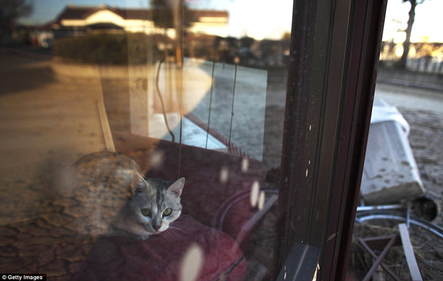 Left to their fate: A cat has survived the earthquake and tsunami only to face slow starvation and death, abandoned by its owners as they fled the threat of Fukushima. Getty Images / dailymail.co.uk