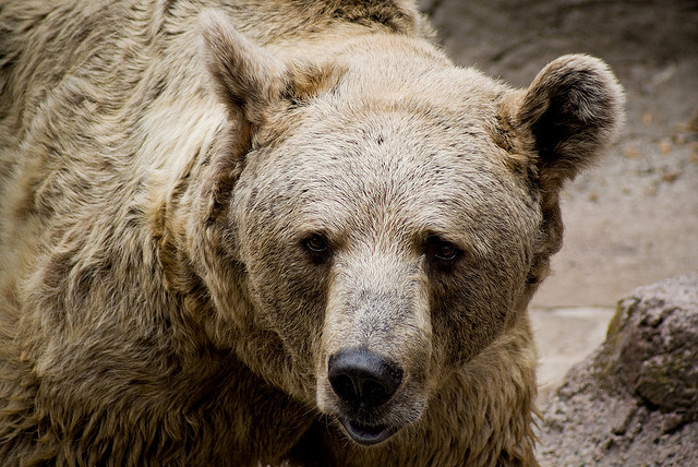 Marsican brown bear. For the last several decades the species has been on the brink of extinction -- with current estimates putting their population at less than 50 individuals, down from over 100 in the early 1980s. Andy M¢ / flickr