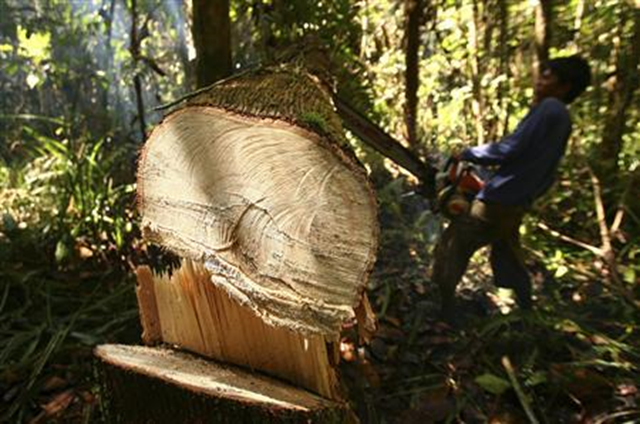 An illegal logger cuts down a tree to be turned into planks for construction in a forest south of Sampit in Indonesia's Central Kalimantan province in this November 14, 2010 file photo. Indonesia's President Susilo Bambang Yudhoyono inked into law a two-year moratorium on new permits to clear primary forest, as part of a $1 billion climate deal with Norway, a presidential advisor on climate change said on May 19, 2011. REUTERS / Yusuf Ahmad