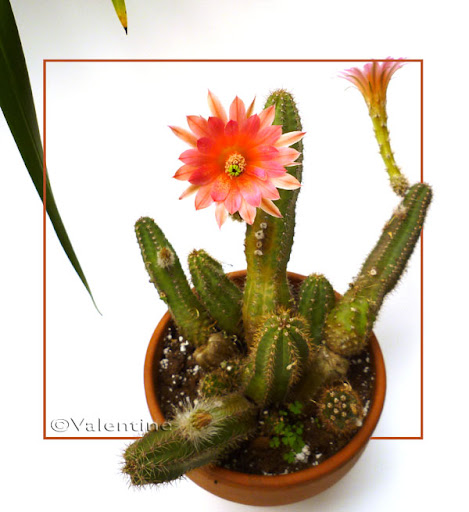 Echinocereus Echinocereus10%2004%2001_0003RM