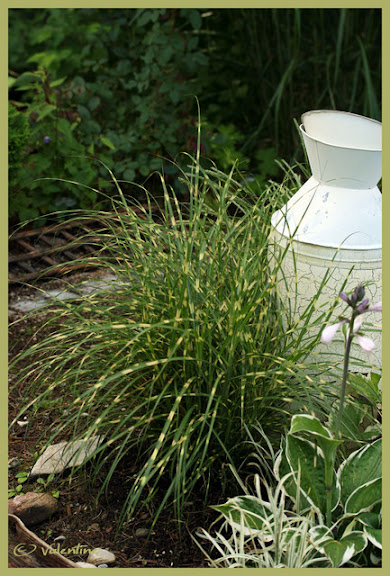 Miscanthus Little Zebra GramMiscanthusLittleZebra100809_02RM