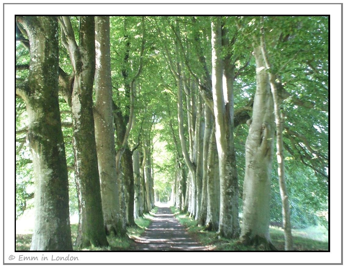 [Beech-Avenue-Drummond-Castle-Gardens[2].jpg]
