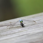 IMG_3162.JPG