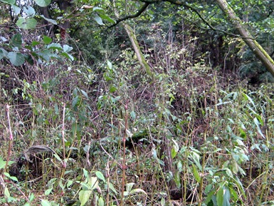 Severn Way Stage 12 101009 009