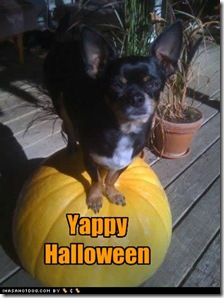 funny-dog-pictures-yappy-halloween