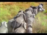[elephants.3[3].jpg]
