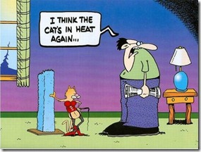 Cat-in-heat