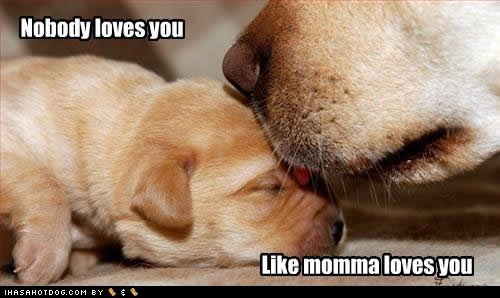 [cute-puppy-pictures-momma-loves[3].jpg]