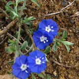 image_from_picasa