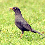 image_from_picasa