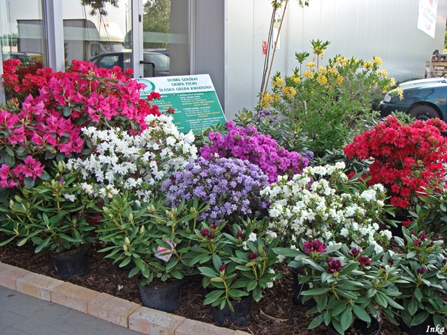 [Kopia DSC05036+[2].jpg]