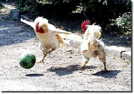 [todos_adoram_futebol_ate_as_galinhas[4].jpg]