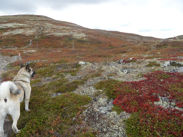 [17.09 øyvassrunden 010[3].jpg]