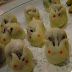 they are coming, zombie rabbits with red bean paste inside