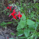 Texas Sage