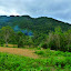 The jungle, from the top of an elephant