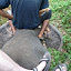 Elephant head
