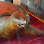 Would you care for mummified turtle? Just the biscuits then please, Polly...