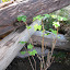 Gooseberry 'Black Velvet'