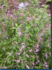 Leptodermis oblonga - Missouri Botanical Garden