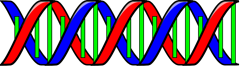 double_helix_DNA_T